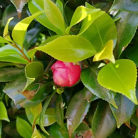 Retiro Das Camelias 1 Lajes das Flores Exterior photo