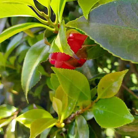 Retiro Das Camelias 1 Lajes das Flores Exterior photo
