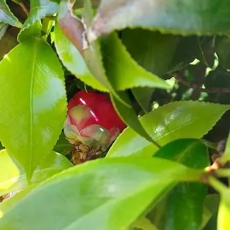 Retiro Das Camelias 1 Lajes das Flores Exterior photo