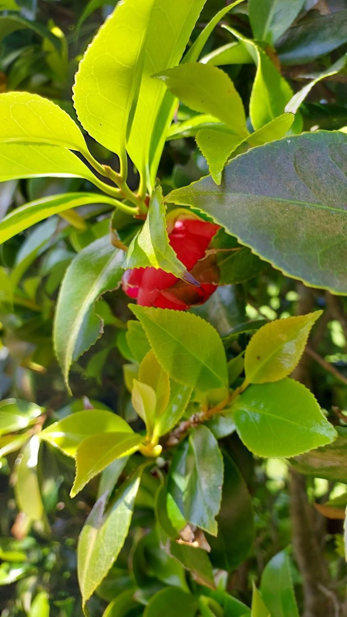 Retiro Camelias 1 * Lajes das Flores